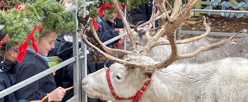 Reindeers fly into Town Close!
