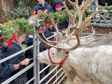 Reindeers fly into Town Close!